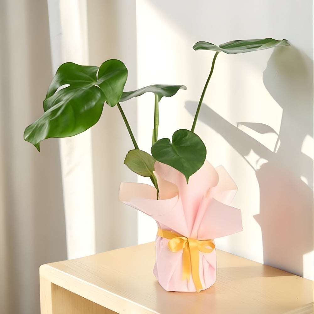 Velora Sun – Krem Pudra Buketli Sarı Kurdeleli Monstera