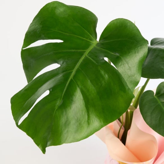 Velora Sun – Krem Pudra Buketli Sarı Kurdeleli Monstera