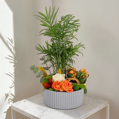 Green Harmony – Gri Polimer Saksıda Chamdora Elegans ve Kalanchoe