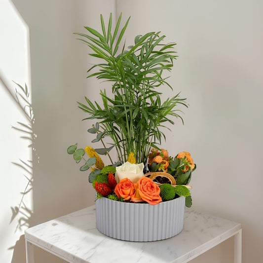 Green Harmony – Gri Polimer Saksıda Chamdora Elegans ve Kalanchoe