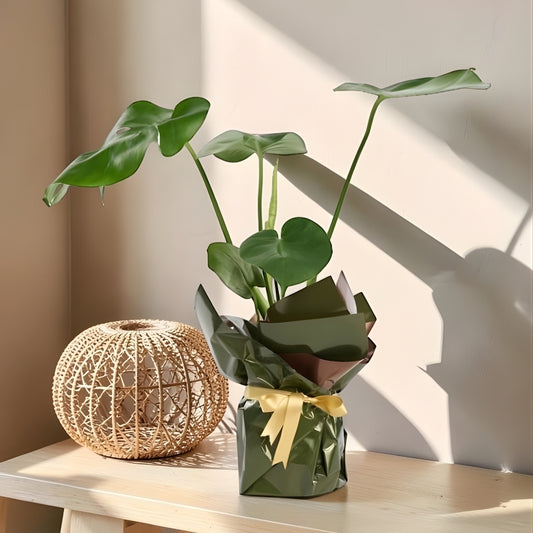 Terra Lumi – Yeşil Kahve Buketli Sarı Kurdeleli Monstera