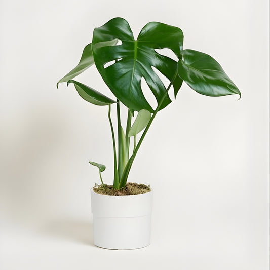 Pure Tropica – Polimer Saksıda Monstera