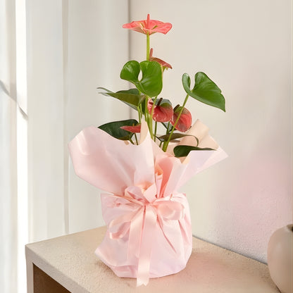 Velour Blush – Krem Pudra Buketli Pembe Antoryum