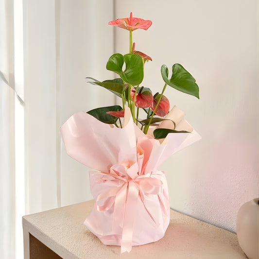 Velour Blush – Krem Pudra Buketli Pembe Antoryum