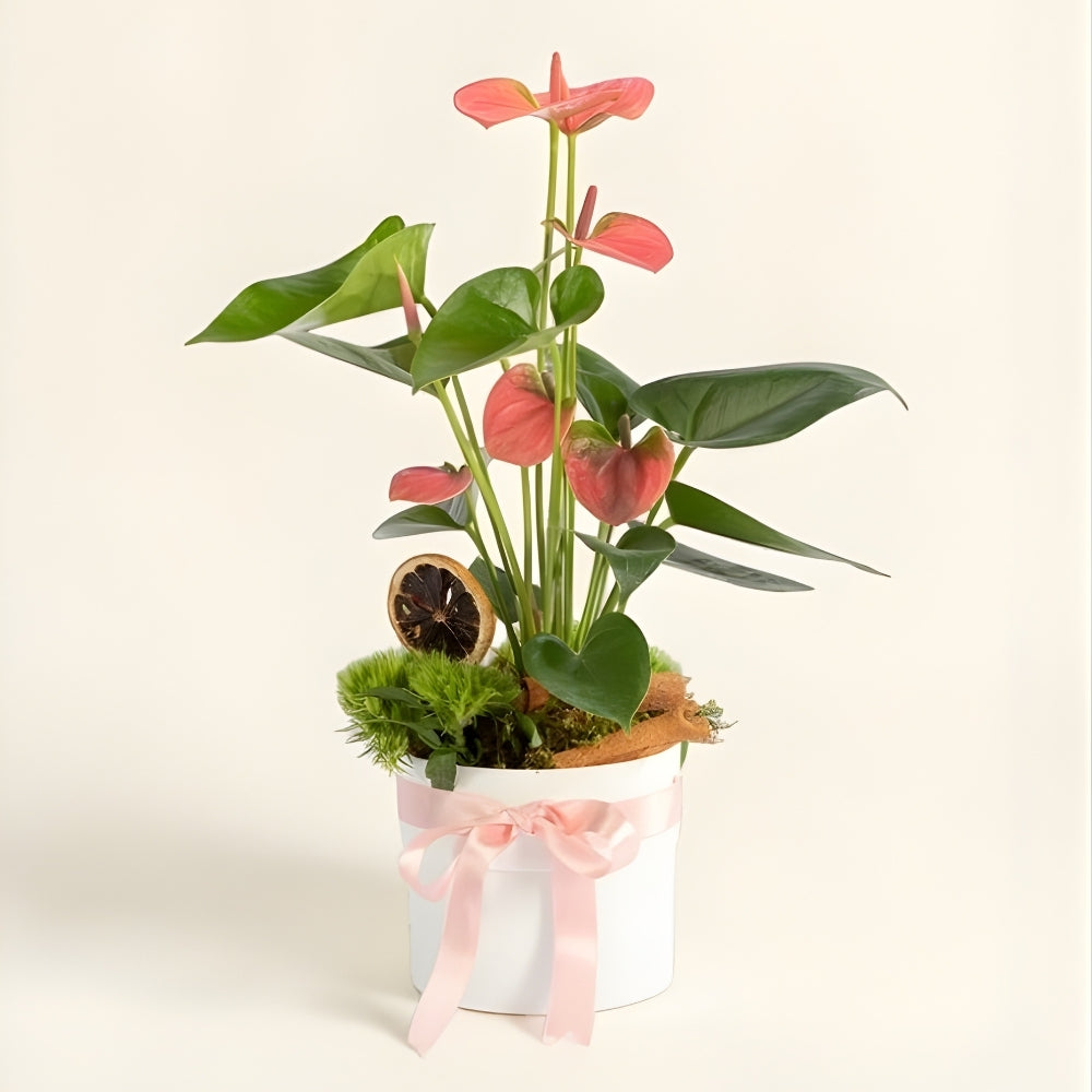 Pure Blanc Rosa – Beyaz Polimer Saksıda Pembe Antoryum