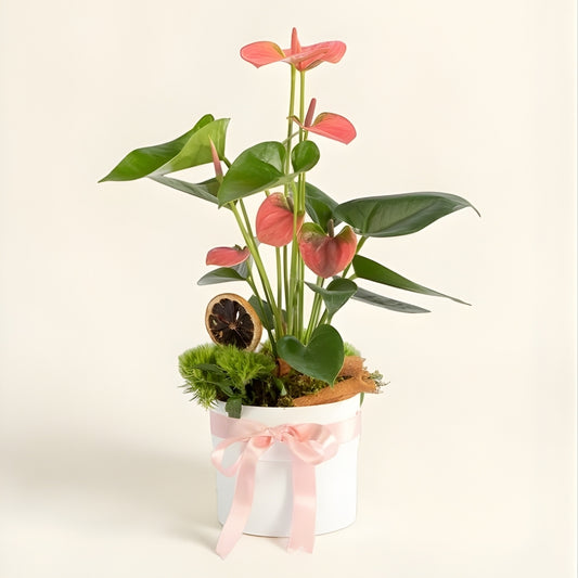 Pure Blanc Rosa – Beyaz Polimer Saksıda Pembe Antoryum