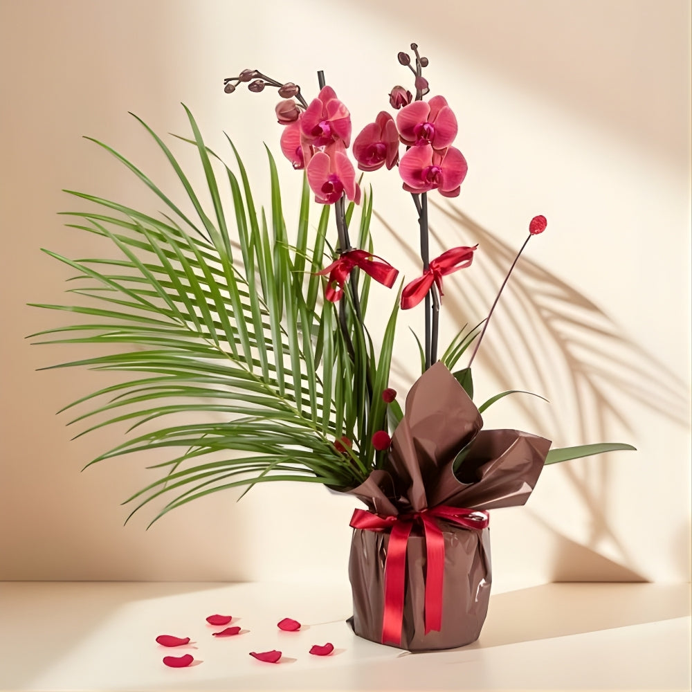 Rosso Signature – Saksıda Ateş Kırmızısı Orkide ve Fenix