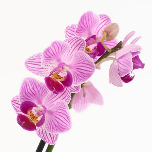 Peach Orchidée – Turuncu Kutuda Mini Mor Orkide ve Pembe Kalanchoe