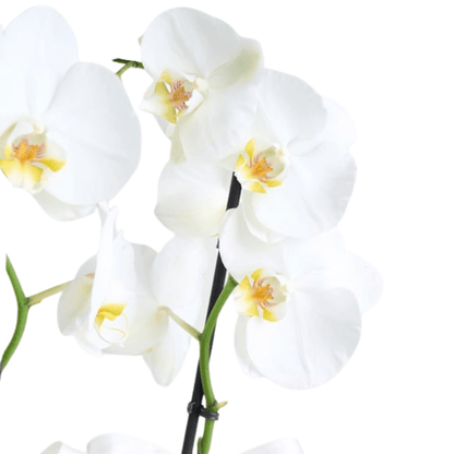 Seramik Saksıda 2 Dal Beyaz Orkide - Rosentra | Premium Flowers