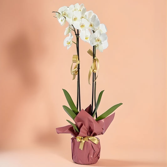 Luce Somon – Somon Bukette Beyaz Çift Orkide