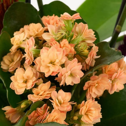 Sunset Duo – Turuncu Kutuda Mini Mor Orkide & Turuncu Kalanchoe