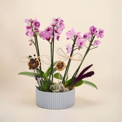 Quattro Violet – Gri Polimer Saksıda 4 Dal Mini Orkide