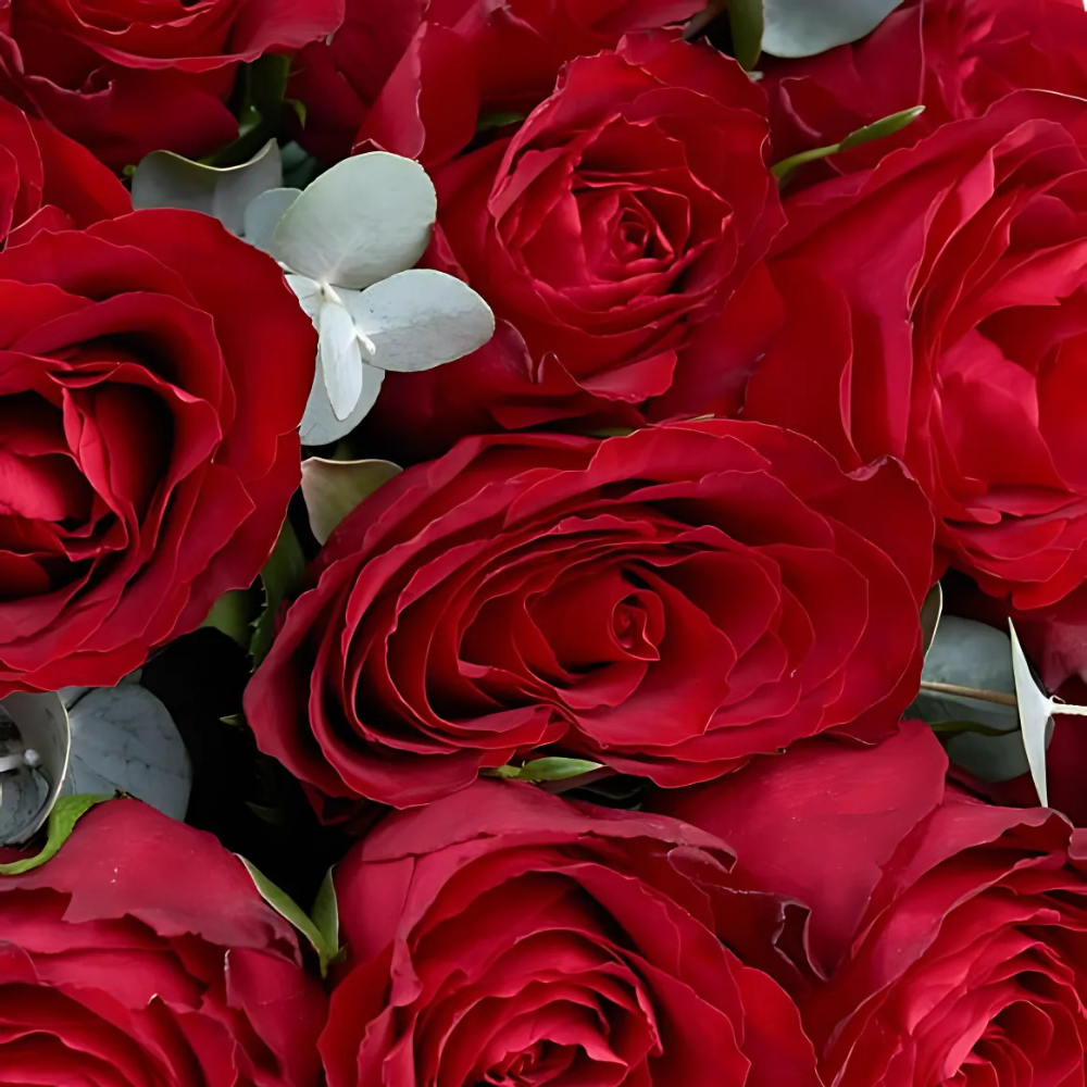 Kraft 25 Kırmızı Gül Buketi - Rosentra | Premium Flowers