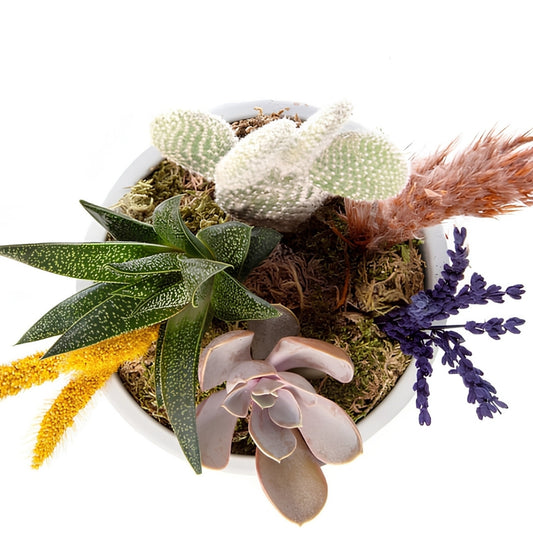 Desert Succulent – Gri Polimer Saksıda Sukulentler ve Sarı Setteria
