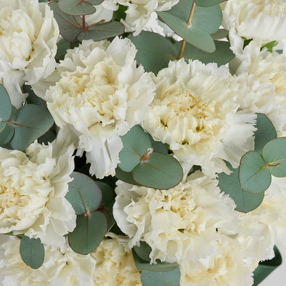 Pure White Carnation – Beyaz Karanfil Çiçek Buketi