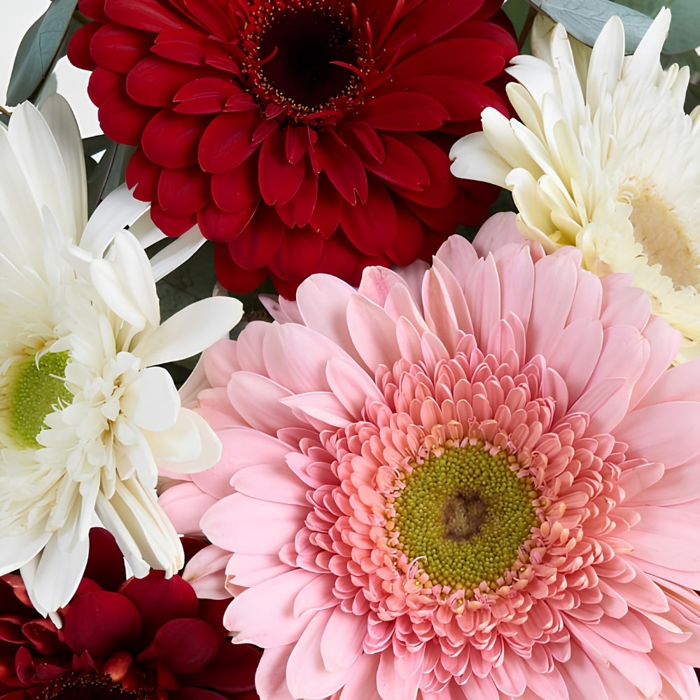 Gerbera Fusion – Bej Çizgili Polimer Vazoda Pembe Beyaz Kırmızı Gerbera