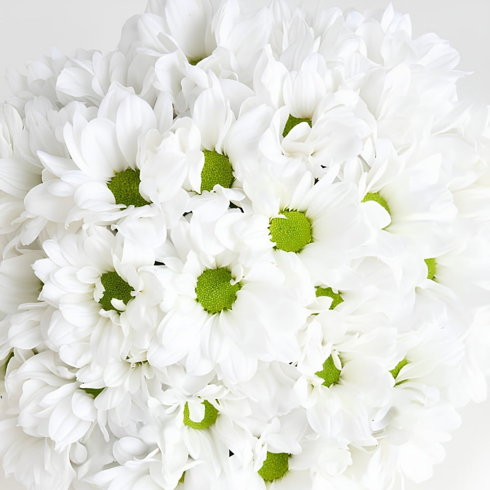 White Harmony – Beyaz Papatya Aranjmanı