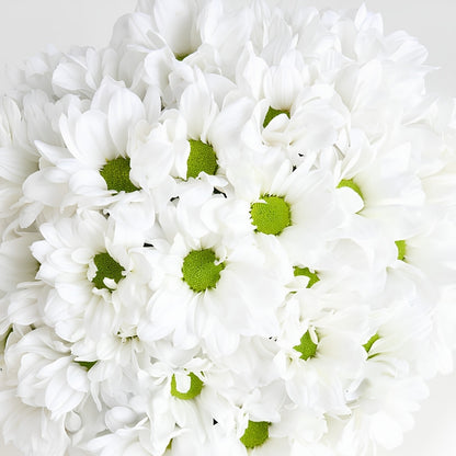 White Harmony – Beyaz Papatya Aranjmanı