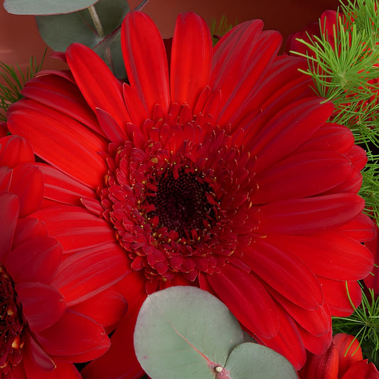 Red Gerbera Bloom – Kırmızı Gerbera Çiçek Buketi