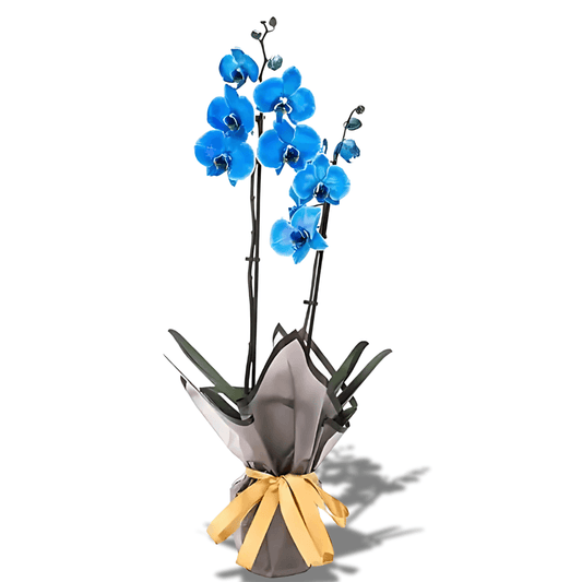 Premium Çiftli Mavi İthal Orkide - Rosentra | Premium Flowers