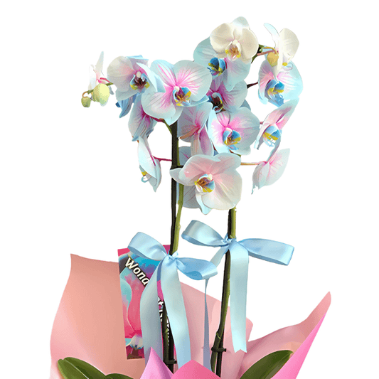 Premium Çift Dallı Alacalı Mavi İthal Orkide - Rosentra | Premium Flowers