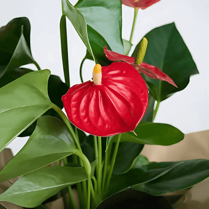 Seramik Saksıda Kırmızı Antoryum Saksı Çiçeği - Rosentra | Premium Flowers
