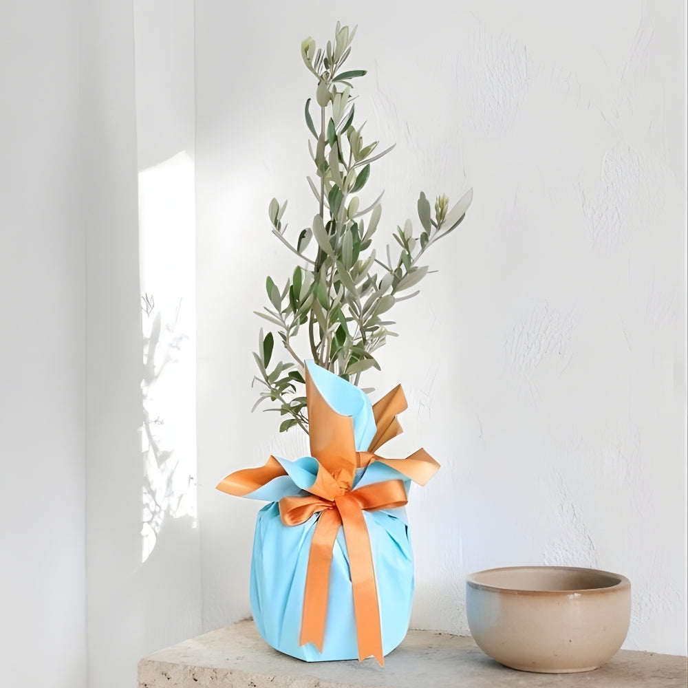 Oliviera Azure – Turuncu Mavi Buketli Saksıda Zeytin Ağacı Bonsai