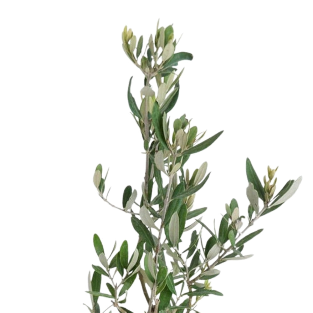 Oliviera Azure – Turuncu Mavi Buketli Saksıda Zeytin Ağacı Bonsai