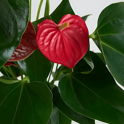 Kare Desenli Saksıda Kırmızı Antoryum Saksı Çiçeği - Rosentra | Premium Flowers