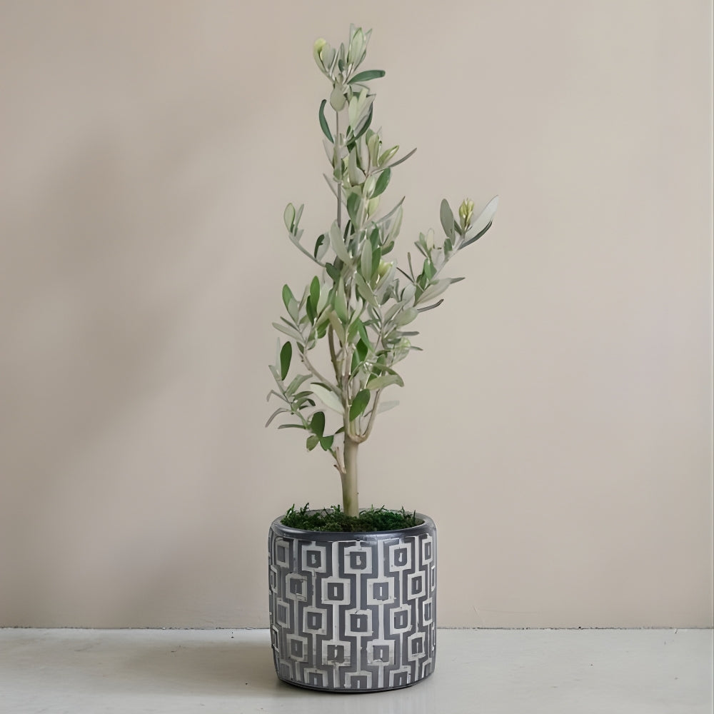Grigio Olive – Kare Desenli Gri Beton Saksıda Zeytin Ağacı Bonsai