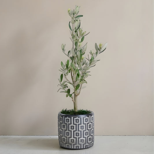 Grigio Olive – Kare Desenli Gri Beton Saksıda Zeytin Ağacı Bonsai