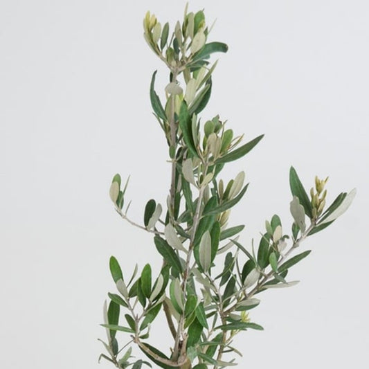 Grigio Olive – Kare Desenli Gri Beton Saksıda Zeytin Ağacı Bonsai