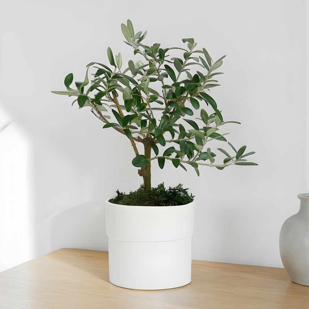 Pure Olive – Beyaz Polimer Saksıda Zeytin Ağacı