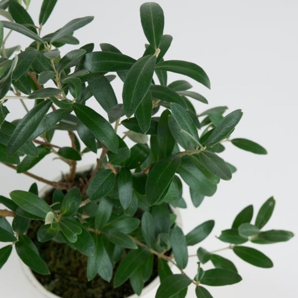 Pure Olive – Beyaz Polimer Saksıda Zeytin Ağacı