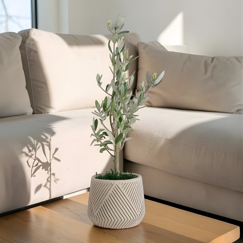 Linea Verde – Geometrik Çizgili Saksıda Zeytin Ağacı Bonsai