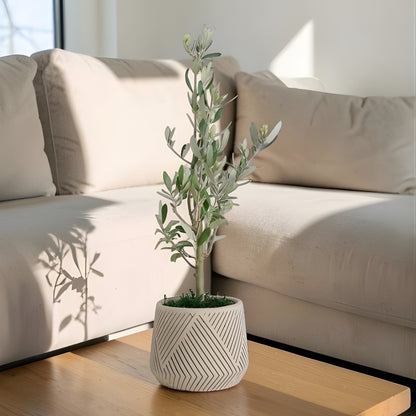 Linea Verde – Geometrik Çizgili Saksıda Zeytin Ağacı Bonsai