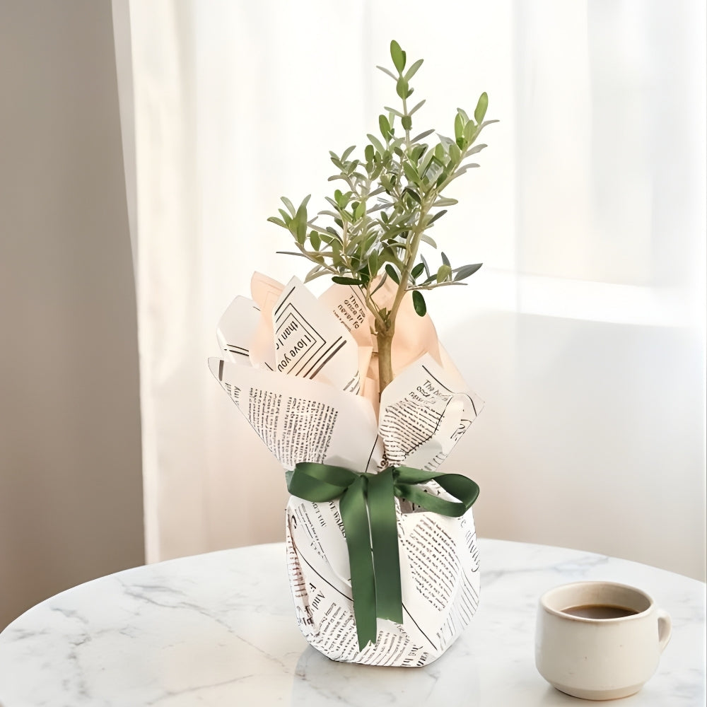 Rose Olive Wrap – Pembe Gazete Buketli Saksıda Zeytin Ağacı Bonsai