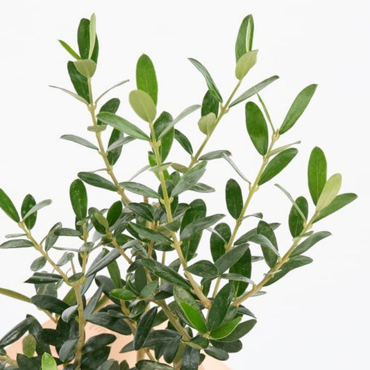 Rose Olive Wrap – Pembe Gazete Buketli Saksıda Zeytin Ağacı Bonsai