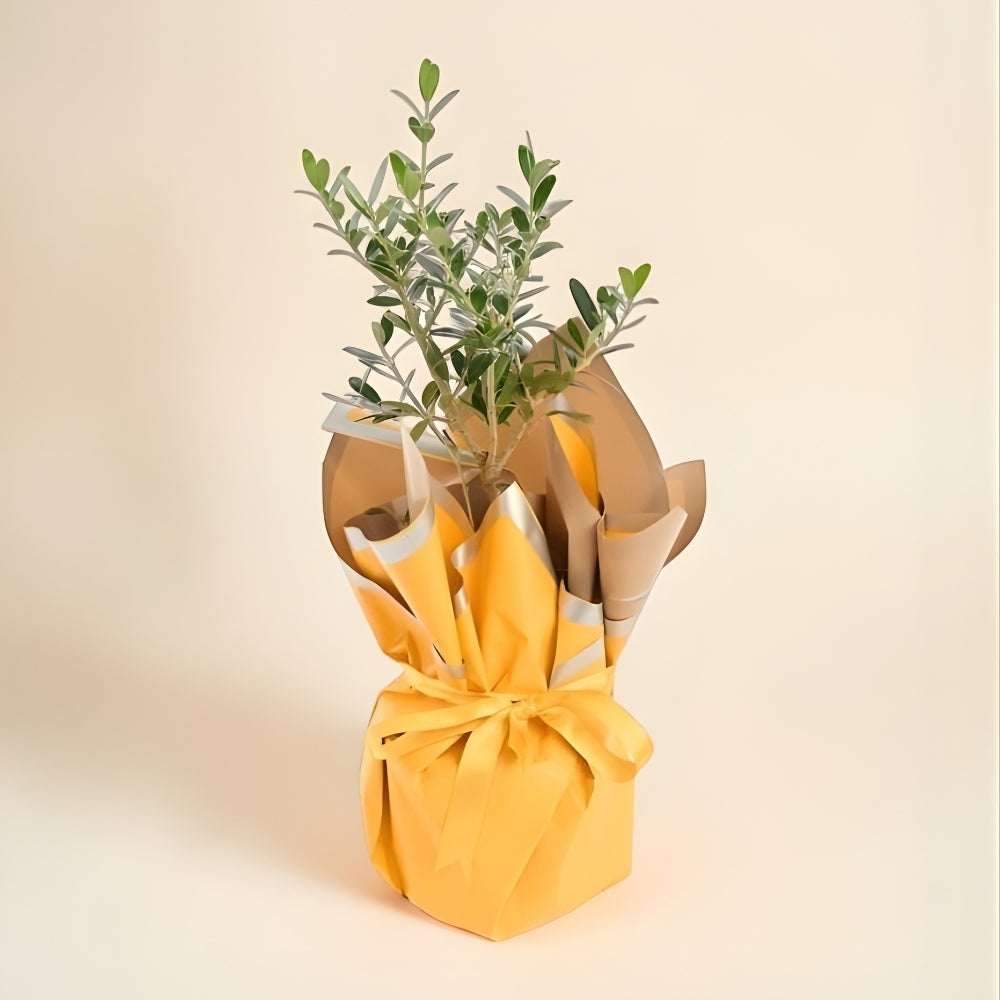 Sunny Olive – Sarı Buket Kağıtlı Saksıda Zeytin Ağacı Bonsai