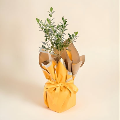 Sunny Olive – Sarı Buket Kağıtlı Saksıda Zeytin Ağacı Bonsai
