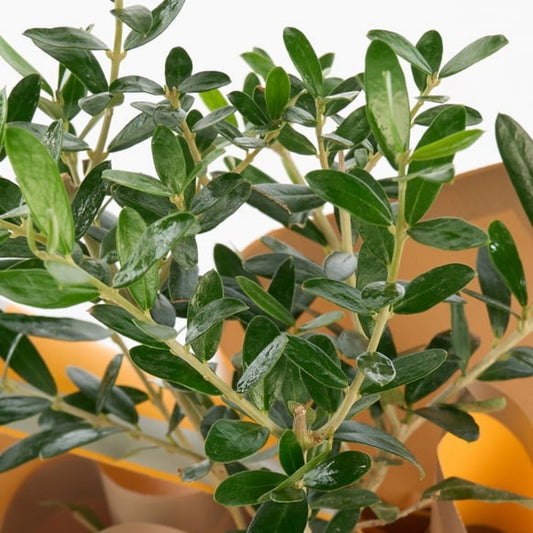 Sunny Olive – Sarı Buket Kağıtlı Saksıda Zeytin Ağacı Bonsai
