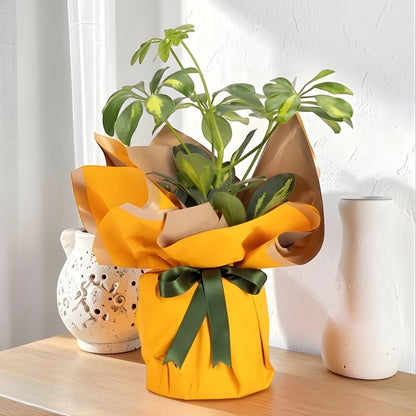 Verde Soleil – Sarı Buket Kağıtlı Polimer Saksıda Schefflera