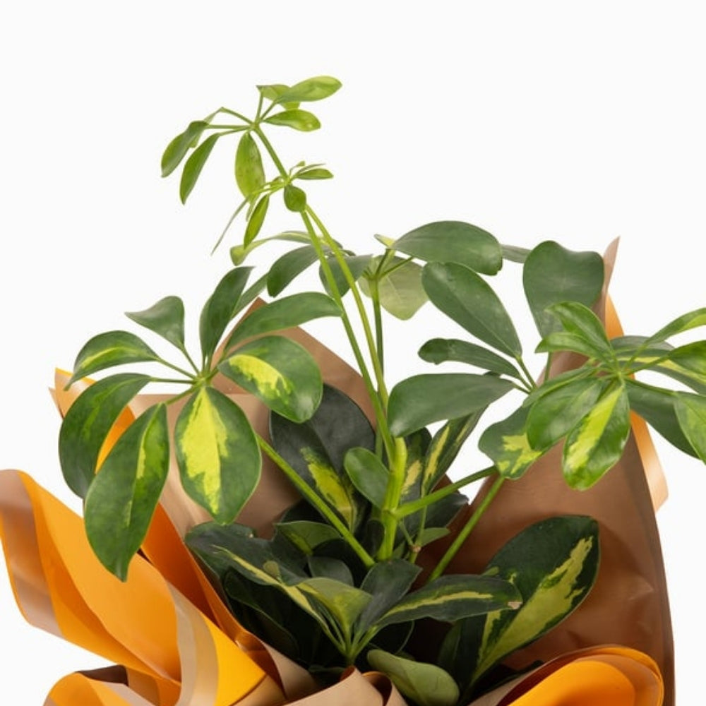 Verde Soleil – Sarı Buket Kağıtlı Polimer Saksıda Schefflera