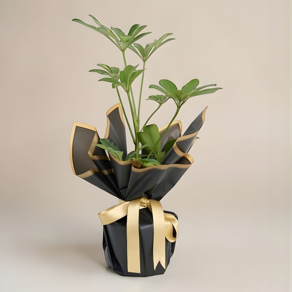 Noir Verde – Siyah Buket Kağıdında Schefflera