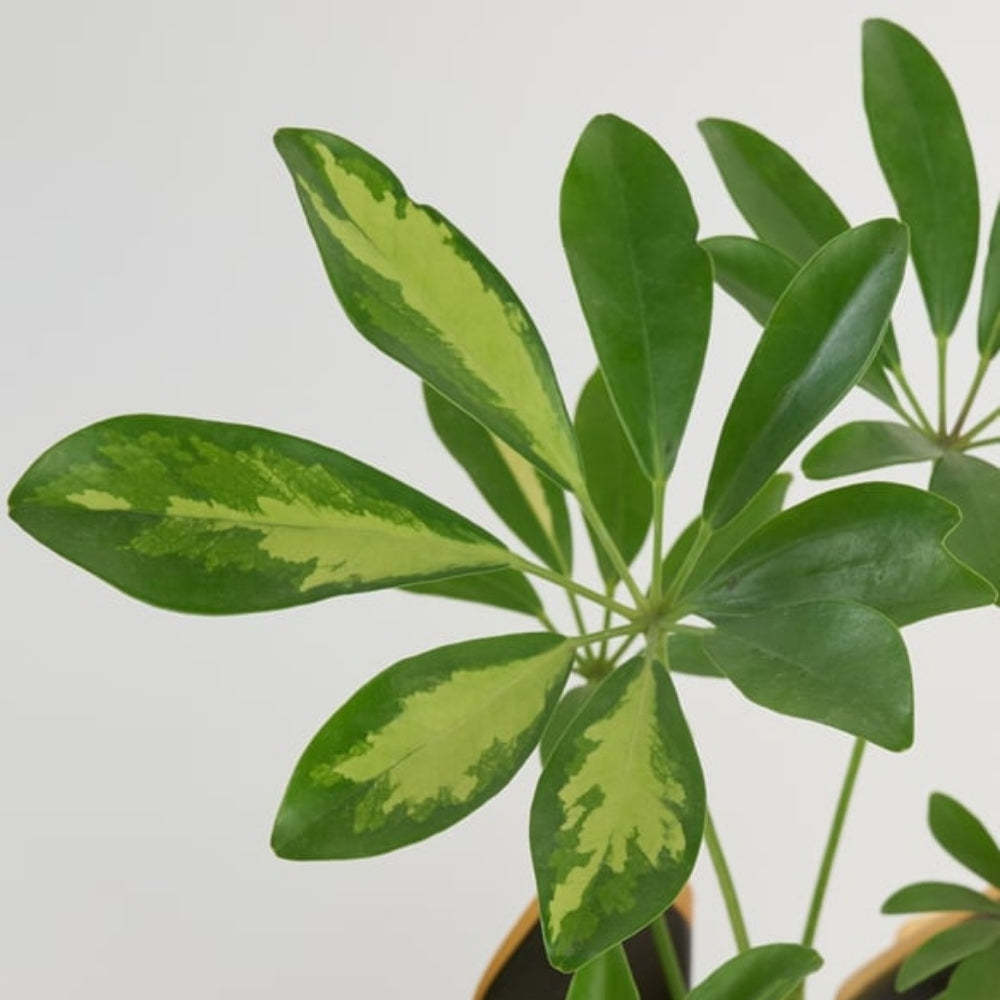 Noir Verde – Siyah Buket Kağıdında Schefflera