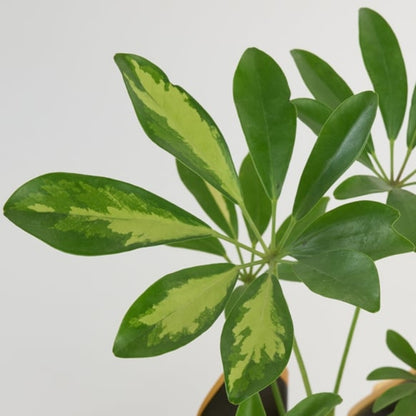 Noir Verde – Siyah Buket Kağıdında Schefflera