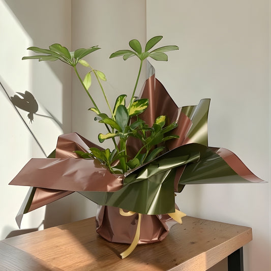 Terra Verde – Kahverengi Yeşil Buketli Saksıda Schefflera