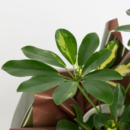 Terra Verde – Kahverengi Yeşil Buketli Saksıda Schefflera