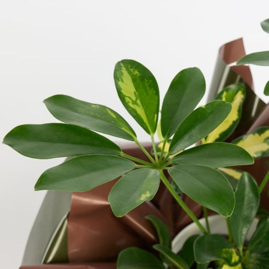 Terra Verde – Kahverengi Yeşil Buketli Saksıda Schefflera