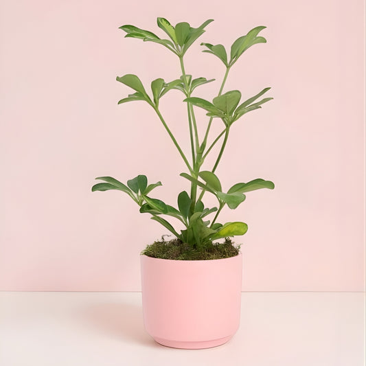 Rosa Concrete – Pembe Beton Saksıda Schefflera
